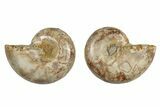 Jurassic Cut & Polished Ammonite Fossil - Madagascar #289311-1